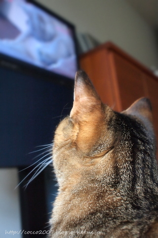 TVと猫。.JPG